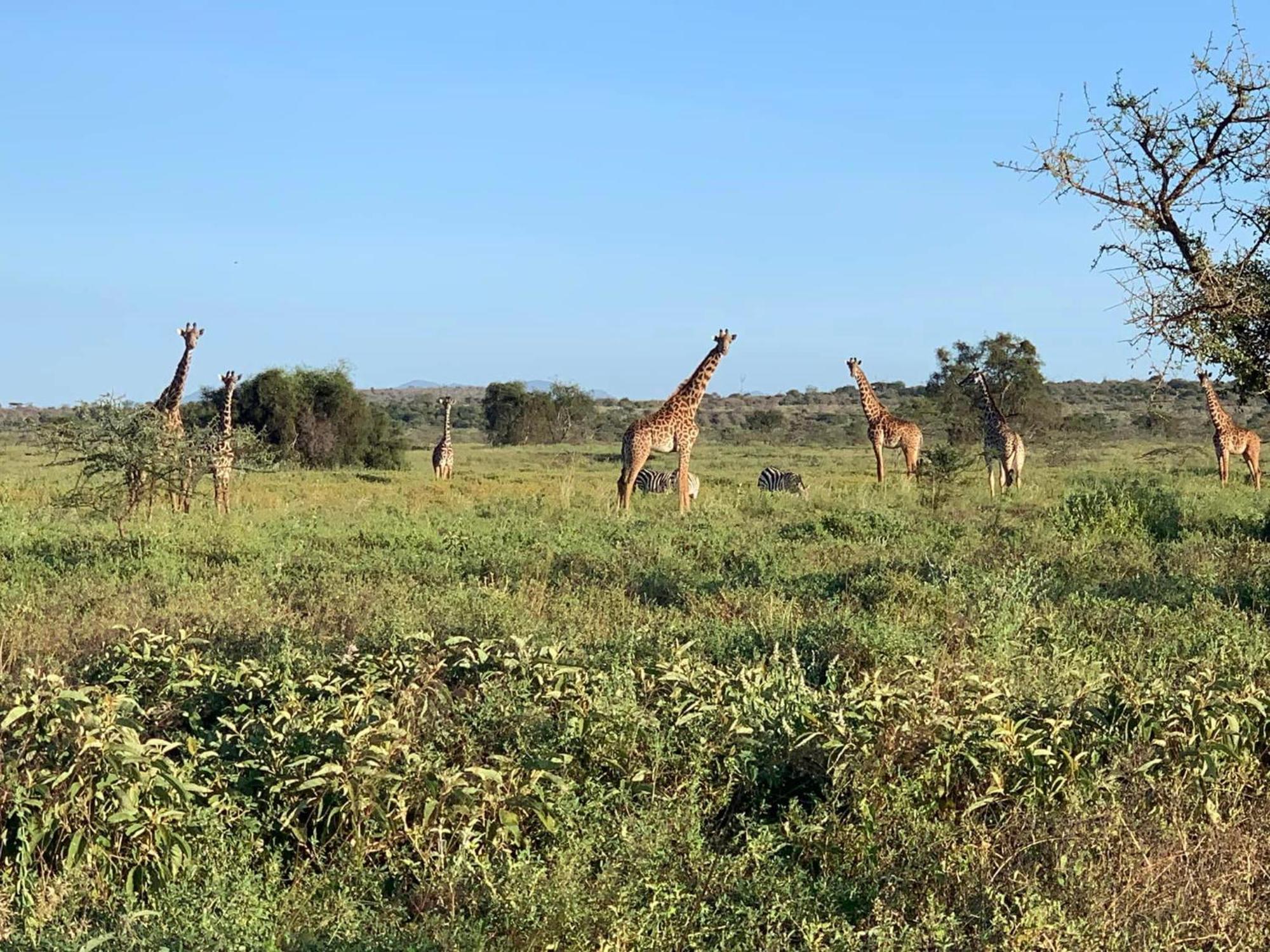 Amboseli Discovery Camp Exterior photo