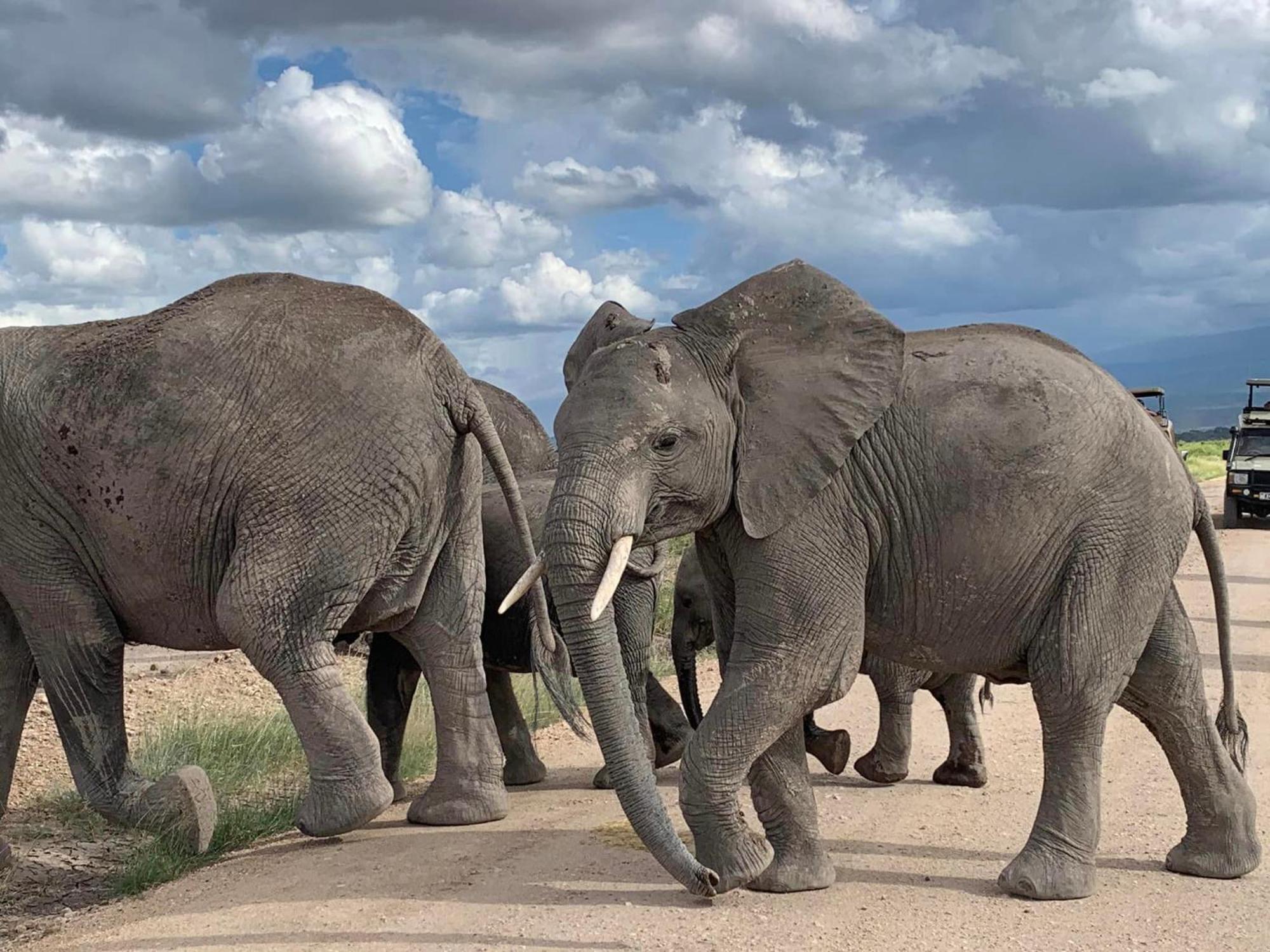 Amboseli Discovery Camp Exterior photo