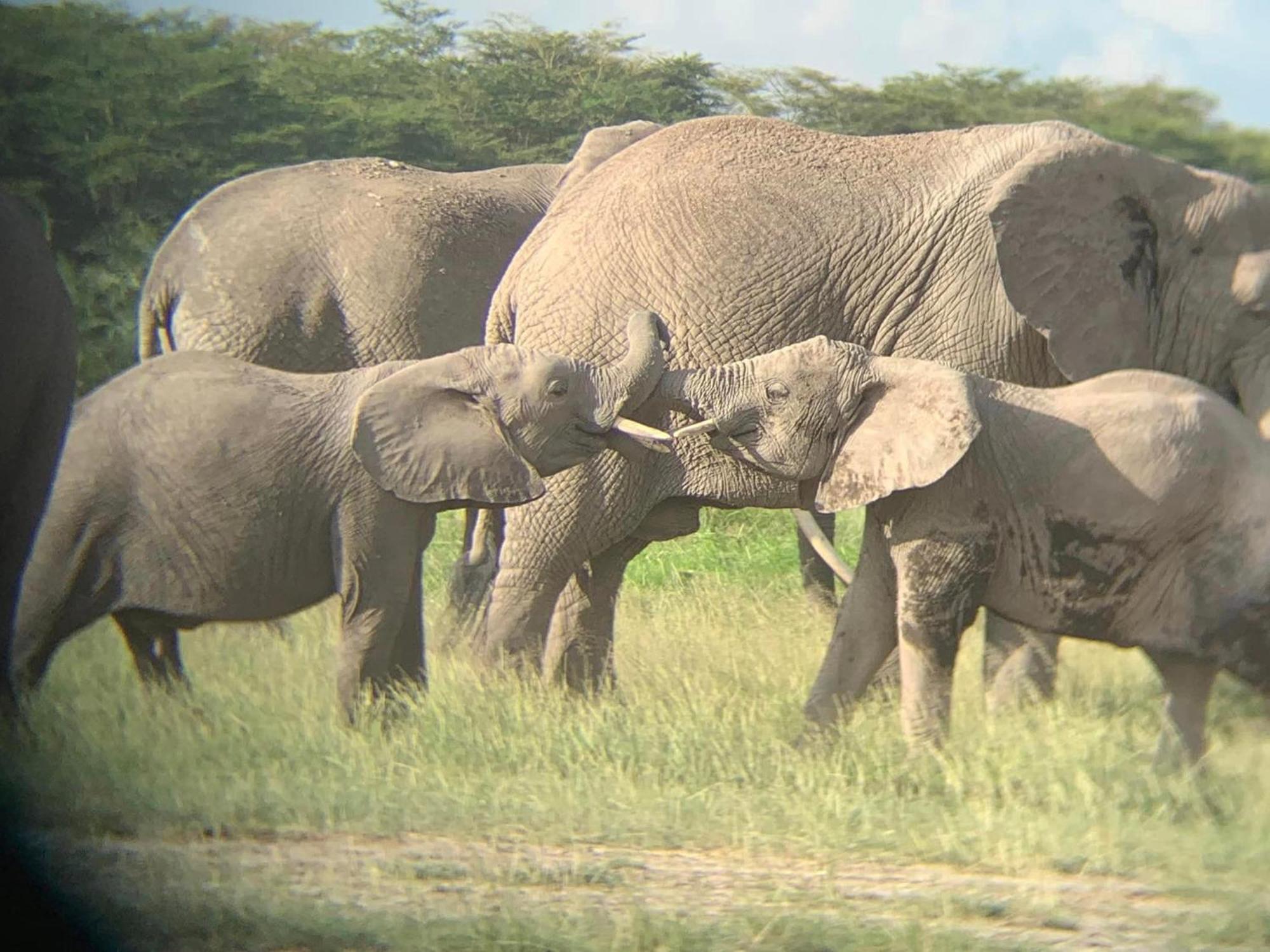 Amboseli Discovery Camp Exterior photo