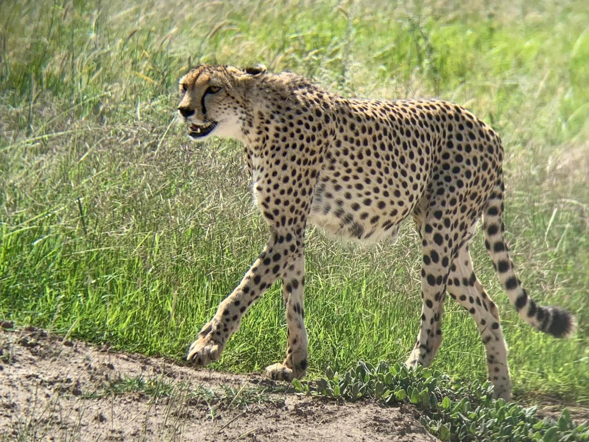Amboseli Discovery Camp Exterior photo