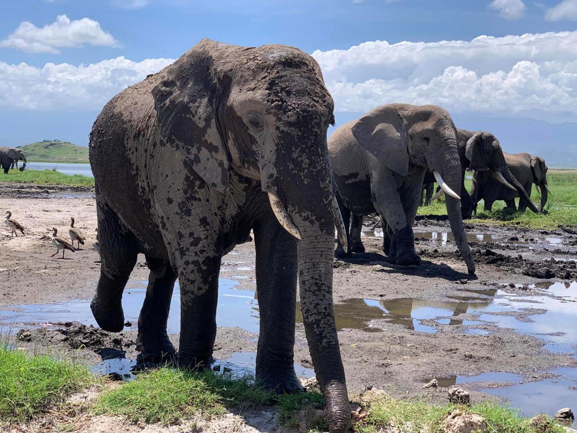 Amboseli Discovery Camp Exterior photo