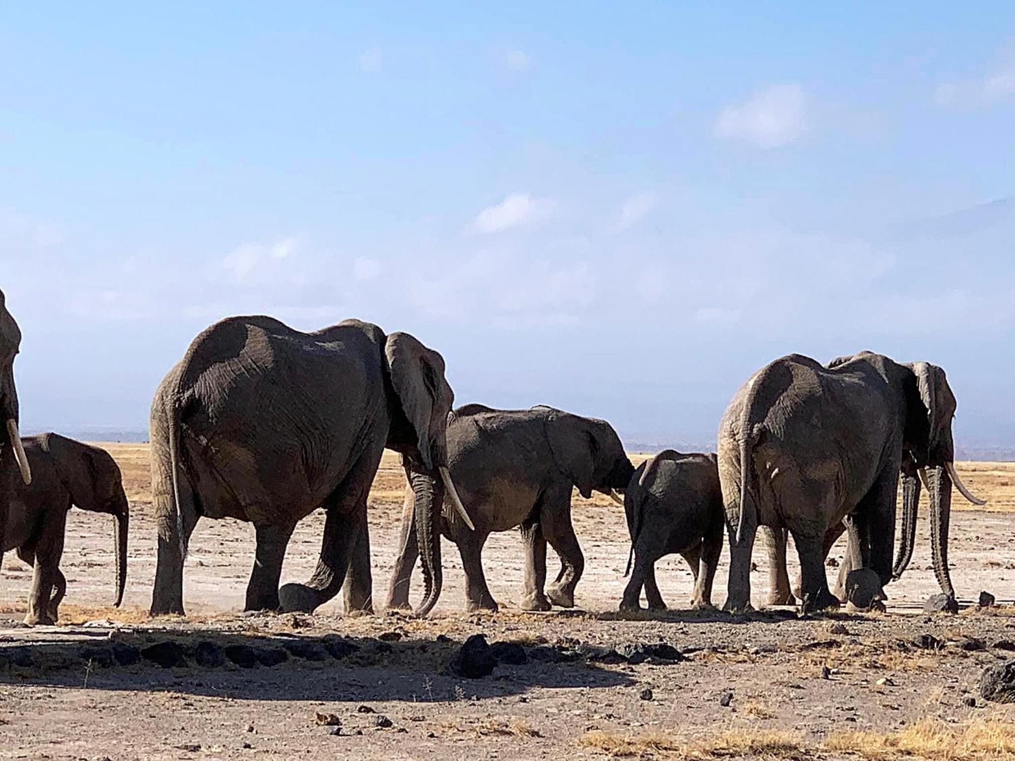 Amboseli Discovery Camp Exterior photo