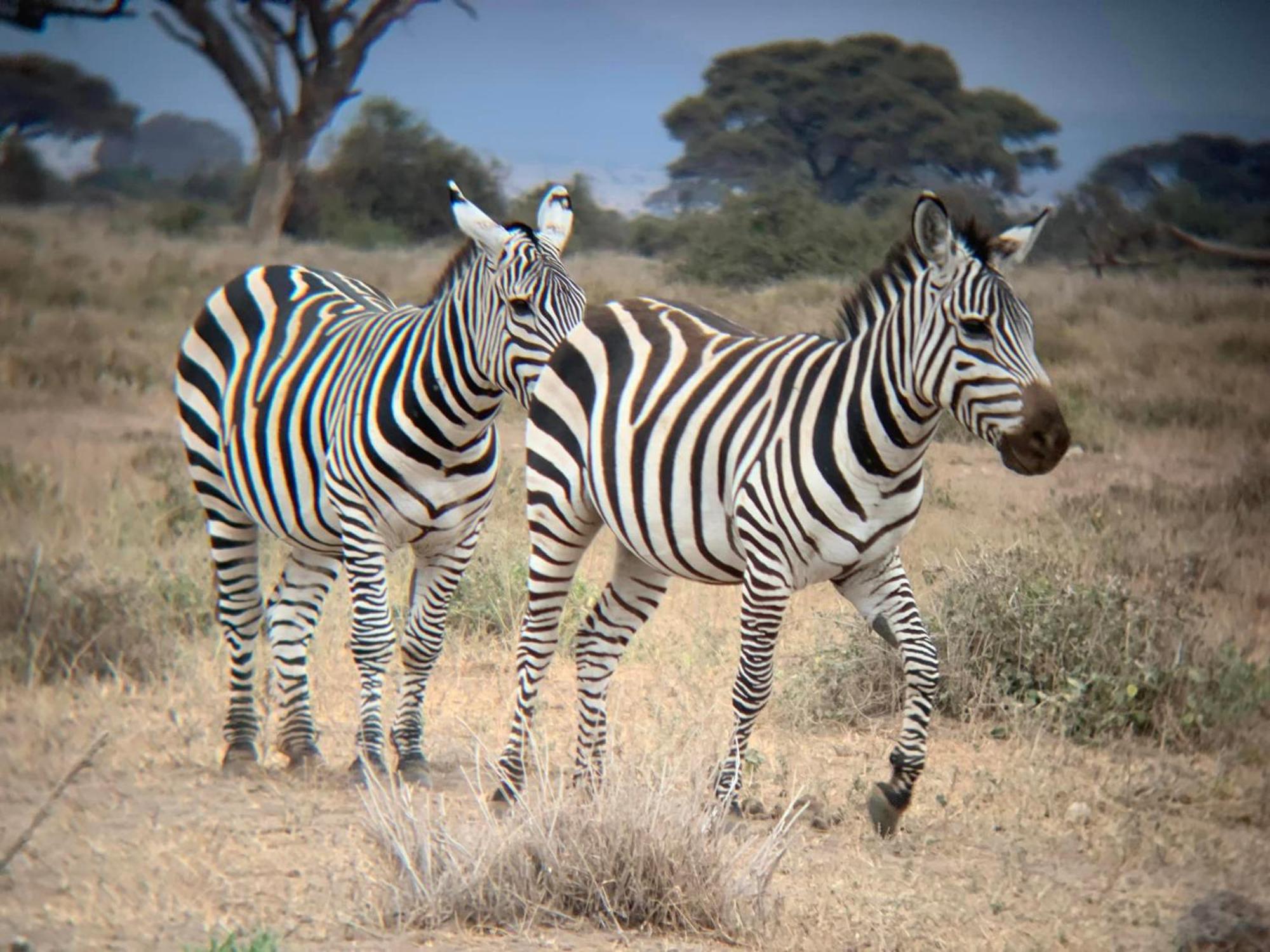 Amboseli Discovery Camp Exterior photo
