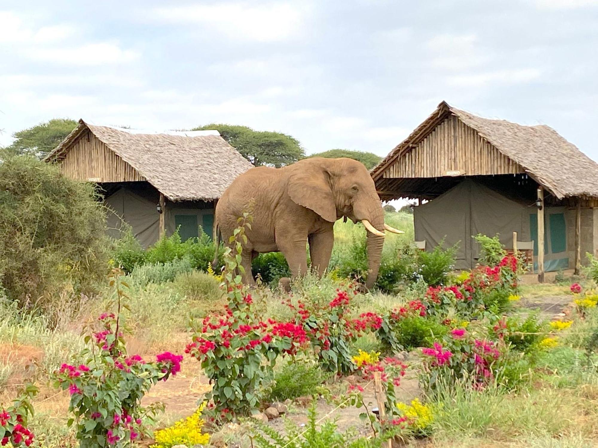 Amboseli Discovery Camp Exterior photo